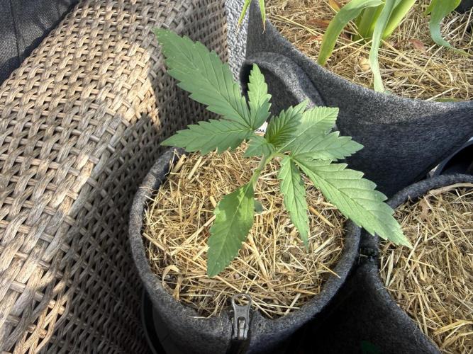 #2026 Balkon GROW Germany - Red Poison. Week 2 - Day #17