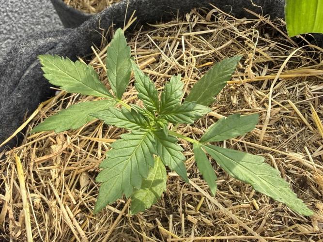 #2026 Balkon GROW Germany - Maui Wowie. Week 3 - Day #21
