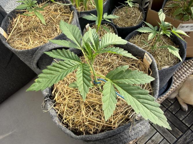 All Gas OG Autoflower. Week 3