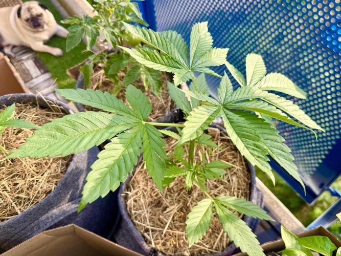 #2026 Balkon GROW Germany - Zkittels. Week 3 - Day #24