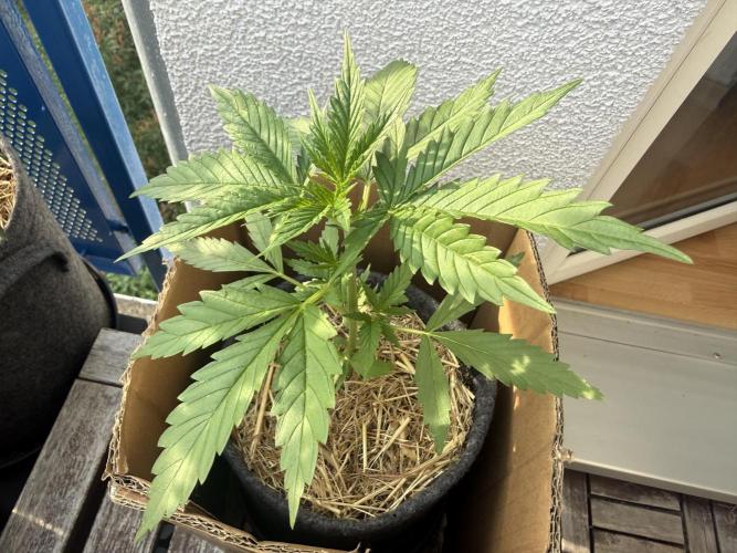 #2026 Balkon GROW Germany - GSC. Week 3 - Day #24