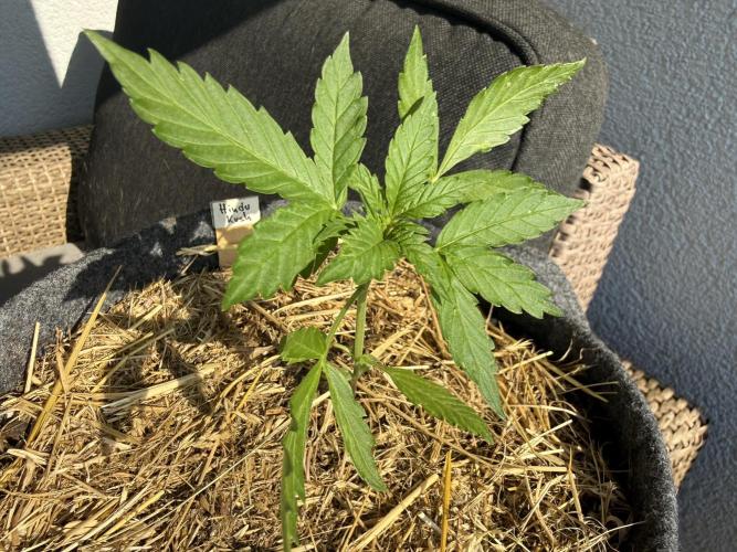 Hindu Kush Automatic. Week 3