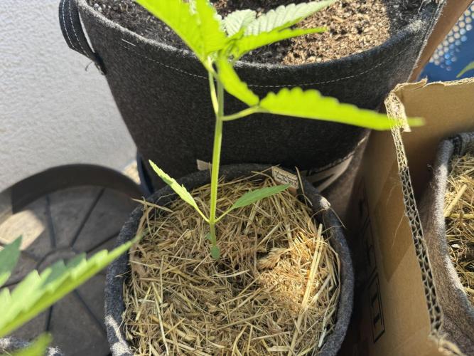 Strawberry Gorilla Auto RF3. Week 3