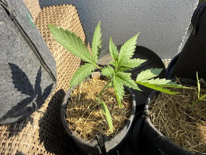 #2026 Balkon GROW Germany - Red Poison. Week 3 - Day #20