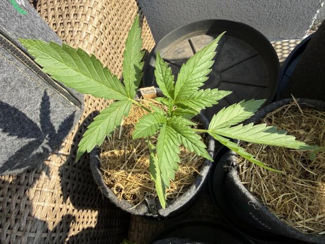 #2026 Balkon GROW Germany - Red Poison. Week 3 - Day #20