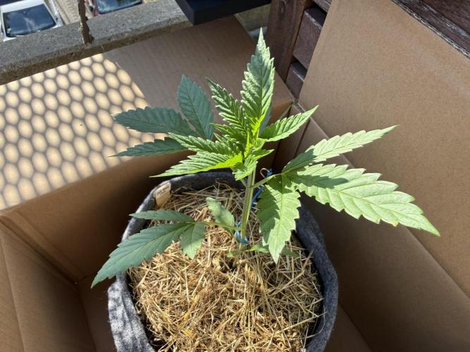 #2026 Balkon GROW Germany - All Gas OG. Week 3 - Day #24