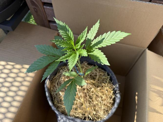 #2026 Balkon GROW Germany - All Gas OG. Week 3 - Day #24