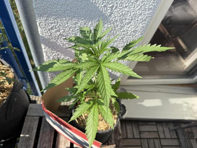 #2026 Balkon GROW Germany - GSC. Week 3 - Day #27