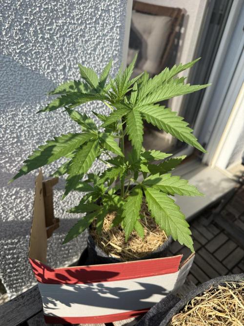 #2026 Balkon GROW Germany - GSC. Week 3 - Day #27