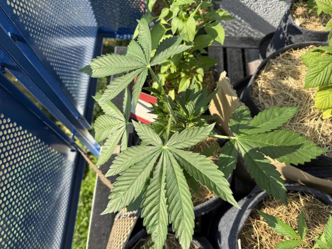 #2026 Balkon GROW Germany - Zkittels. Week 3 - Day #27