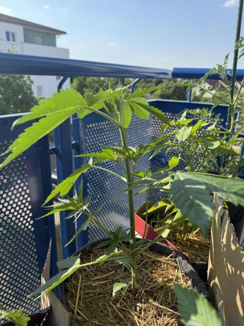 #2026 Balkon GROW Germany - Zkittels. Week 3 - Day #27
