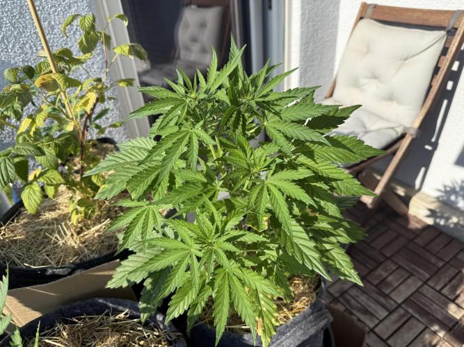 #2026 Balkon GROW Germany - Runtz. Week 5 - Day #36