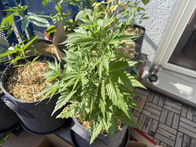 #2026 Balkon GROW Germany - Runtz. Week 5 - Day #36