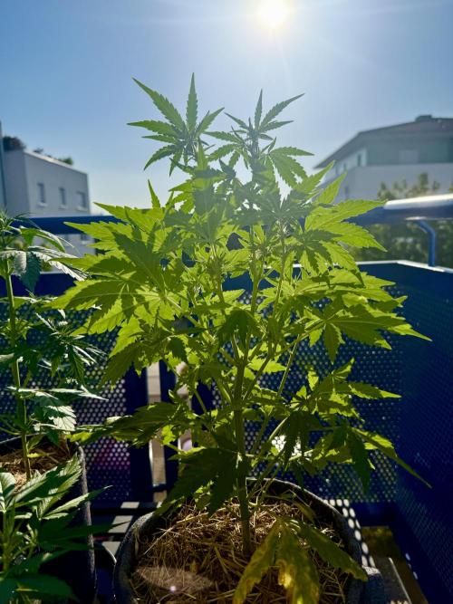 #2026 Balkon GROW Germany - Runtz. Week 5 - Day #39