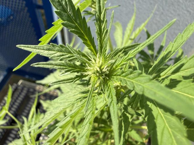 #2026 Balkon GROW Germany - Runtz. Week 5 - Day #39