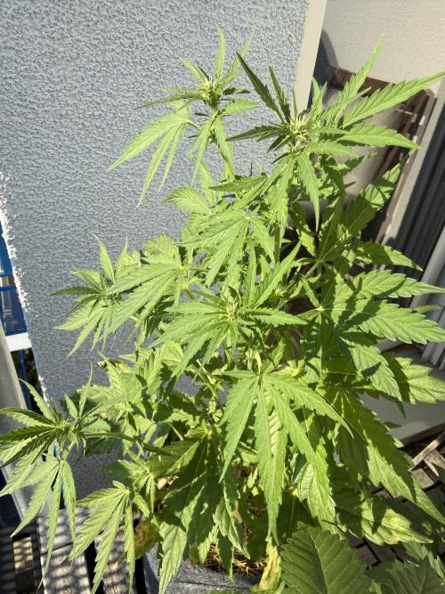 #2026 Balkon GROW Germany - Runtz. Week 5 - Day #39