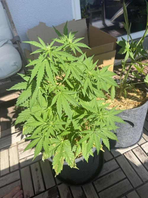 #2026 Balkon GROW Germany - Runtz. Week 5 - Day #39