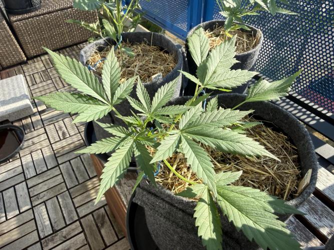 #2026 Balkon GROW Germany - Maui Wowie. Week 4 - Day #27