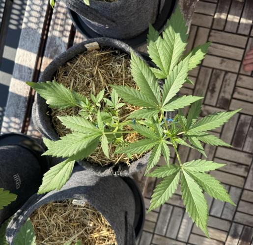 #2026 Balkon GROW Germany - Maui Wowie. Week 4 - Day #27