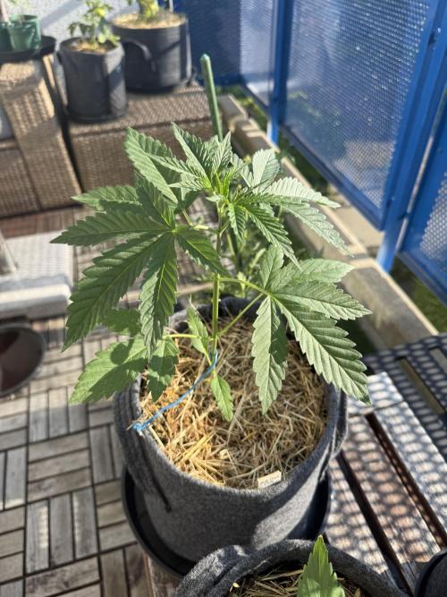 #2026 Balkon GROW Germany - All Gas OG. Week 4 - Day #27