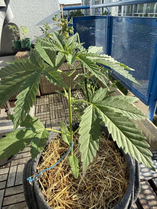 #2026 Balkon GROW Germany - All Gas OG. Week 4 - Day #27