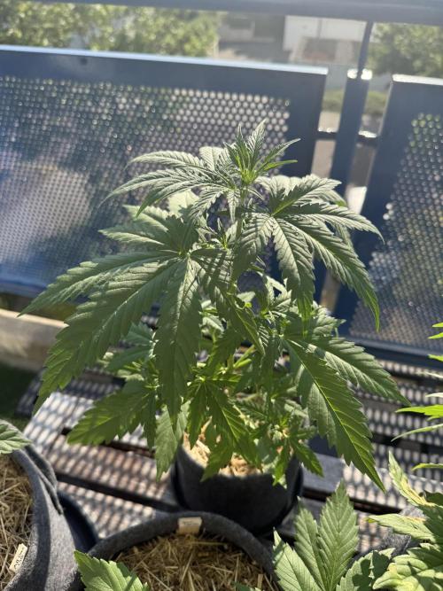 #2026 Balkon GROW Germany - GSC. Week 4 - Day #30