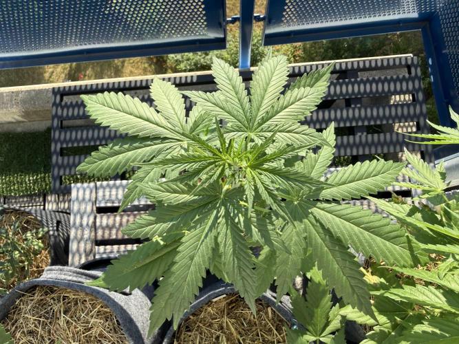 #2026 Balkon GROW Germany - GSC. Week 4 - Day #30