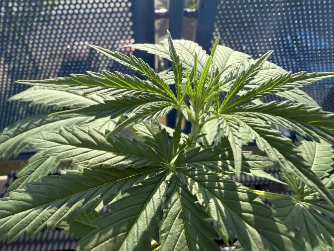 #2026 Balkon GROW Germany - GSC. Week 4 - Day #30