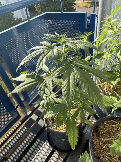 #2026 Balkon GROW Germany - GSC. Week 4 - Day #30