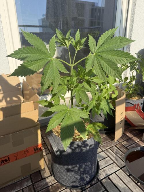 #2026 Balkon GROW Germany - Zkittels. Week 4 - Day #30