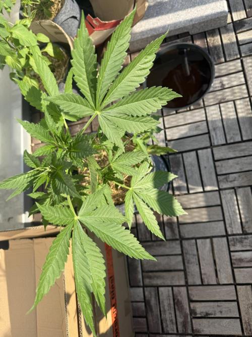 #2026 Balkon GROW Germany - Zkittels. Week 4 - Day #30