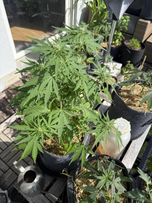 #2026 Balkon GROW Germany - Runtz. Week 6 - Day #43