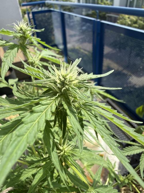 #2026 Balkon GROW Germany - Runtz. Week 6 - Day #43