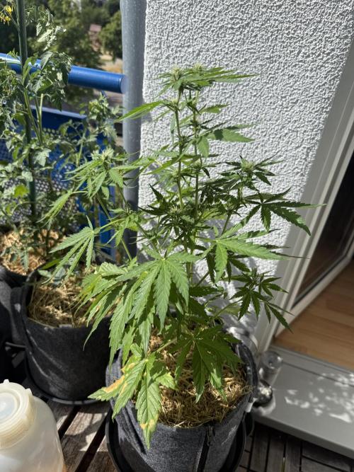 #2026 Balkon GROW Germany - Runtz. Week 6 - Day #43