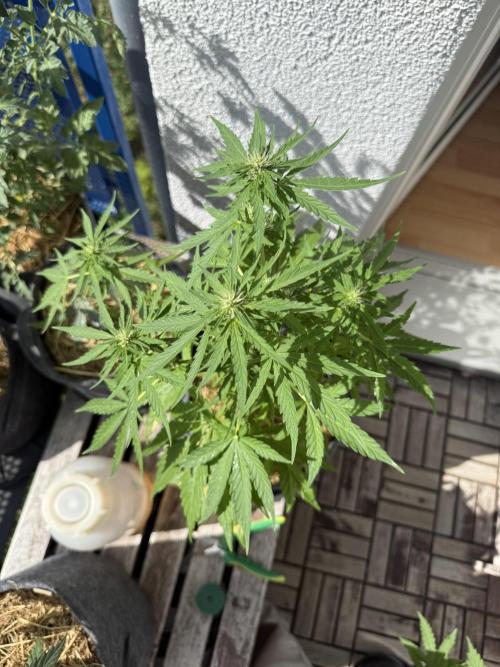 #2026 Balkon GROW Germany - Runtz. Week 6 - Day #43