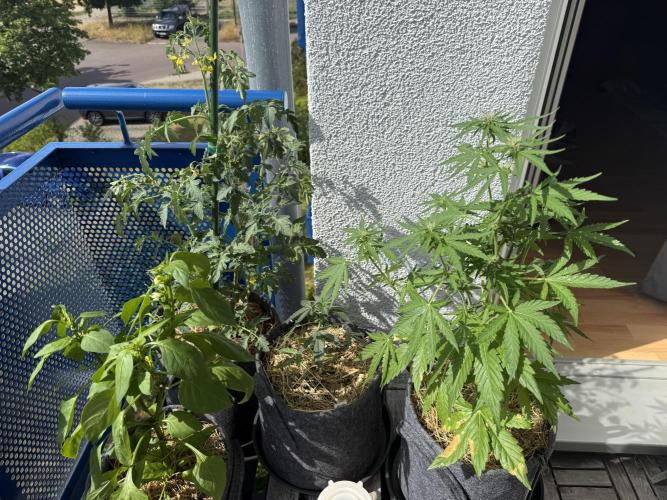 #2026 Balkon GROW Germany - Runtz. Week 6 - Day #43