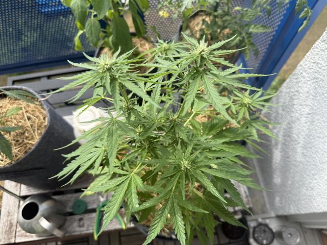 #2026 Balkon GROW Germany - Runtz. Week 6 - Day #43