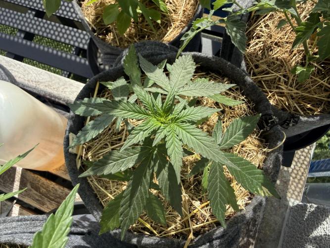 #2026 Balkon GROW Germany - Hindu Kush. Week 4 - Day #30