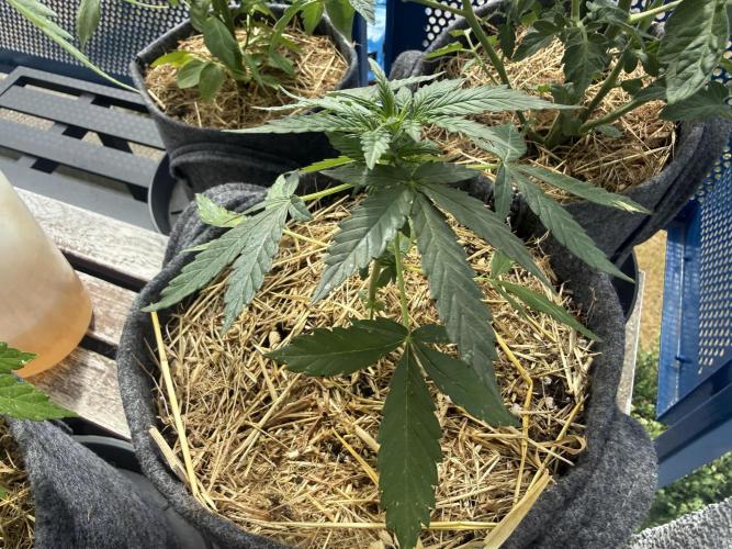 #2026 Balkon GROW Germany - Hindu Kush. Week 4 - Day #29