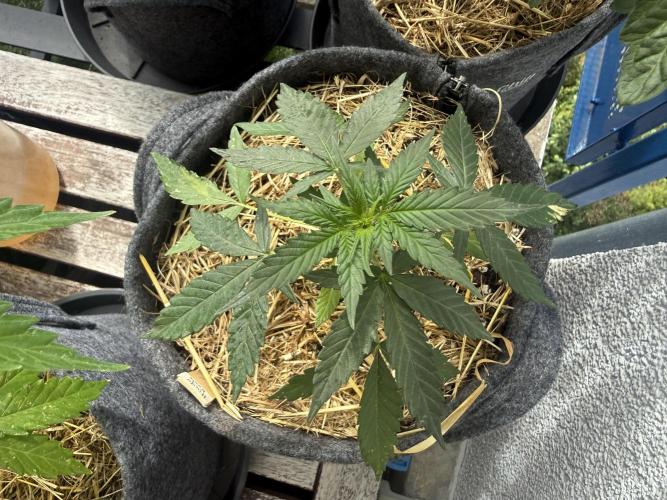 #2026 Balkon GROW Germany - Hindu Kush. Week 4 - Day #29