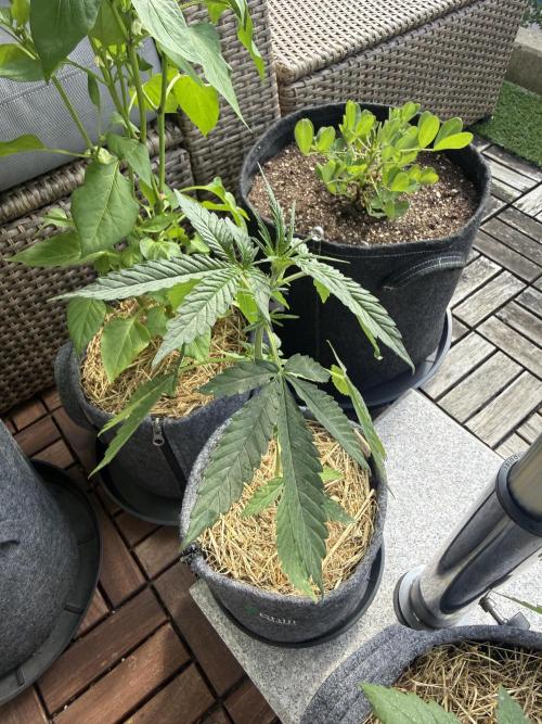 #2026 Balkon GROW Germany - Erdberre. Week 4 - Day #27