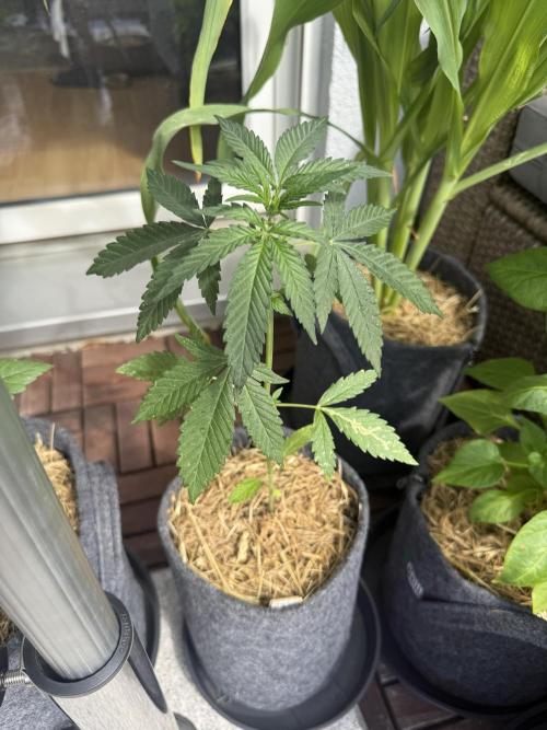 #2026 Balkon GROW Germany - Erdberre. Week 4 - Day #27