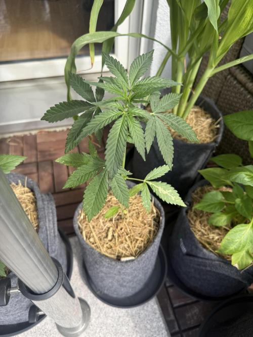#2026 Balkon GROW Germany - Erdberre. Week 4 - Day #27
