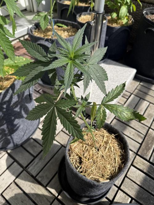 #2026 Balkon GROW Germany - Red Poison. Week 4 - Day #27