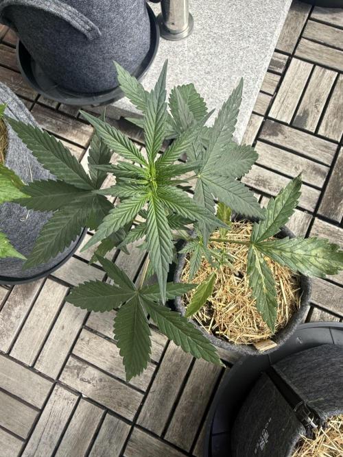 #2026 Balkon GROW Germany - Red Poison. Week 4