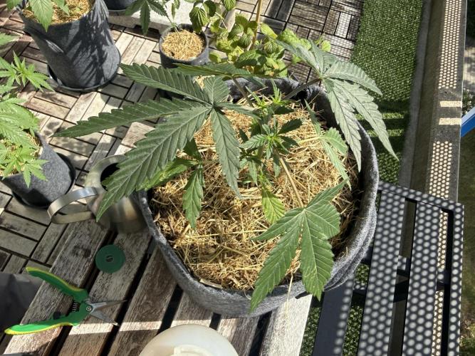#2026 Balkon GROW Germany - Purple. Week 4 - Day #27