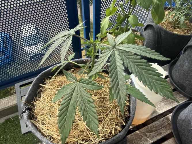 #2026 Balkon GROW Germany - Purple. Week 4 - Day #27