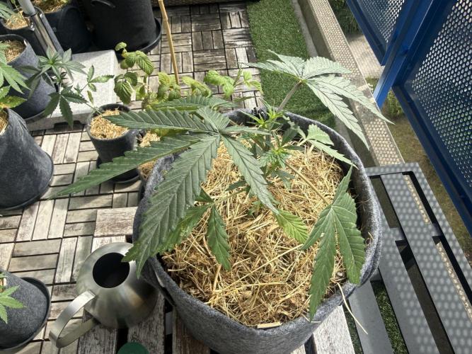 #2026 Balkon GROW Germany - Purple. Week 4 - Day #27