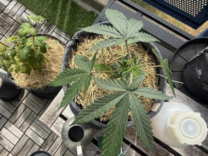 Purple Lemonade FF. Week 4