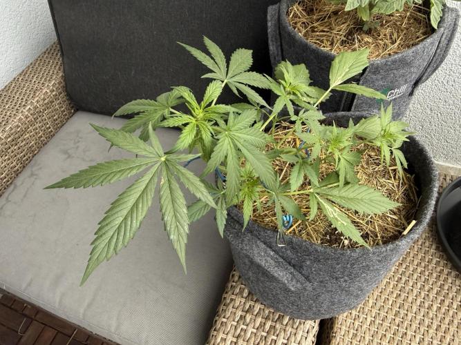 #2026 Balkon GROW Germany - Maui Wowie. Week 5 - Day #33